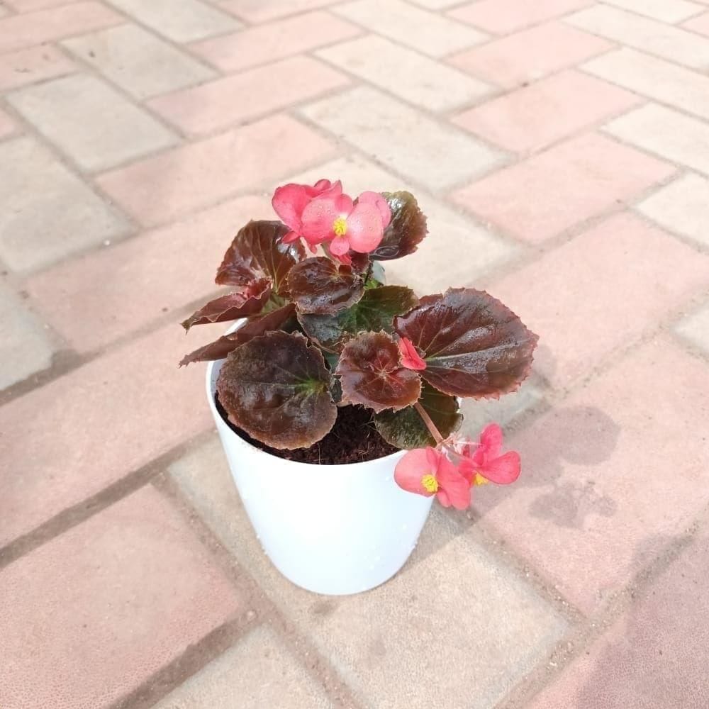 Gift Ready - Begonia Pink in 4 Inch Elegant Plastic Pot (colour may vary)