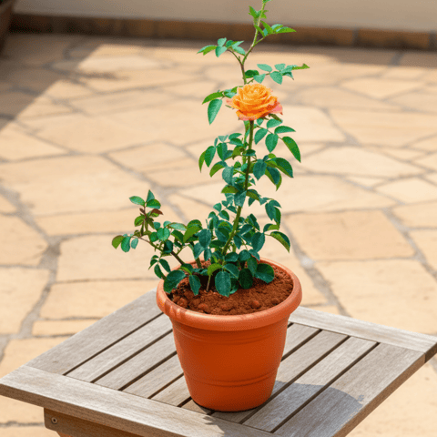 Rose / Gulab Orange in 7 Inch Classy Red Plastic Pot