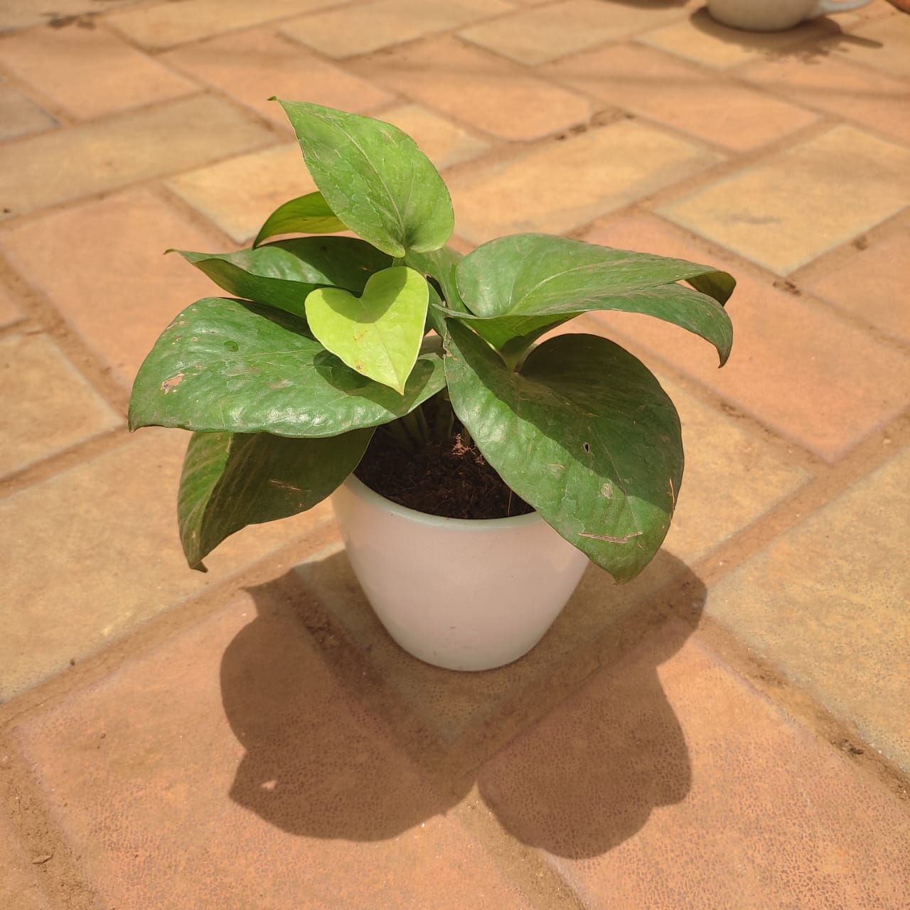 Gift Ready - Money Plant Green in 3 Inch Classy Cup Ceramic Pot (any colour)