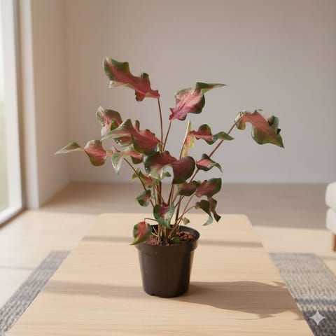 Gift Ready - Caladium Red with Green Tip in 5 Inch Elegant Plastic Pot (colour may vary) - Best Exotic Indoor Plant With a Chic Bag