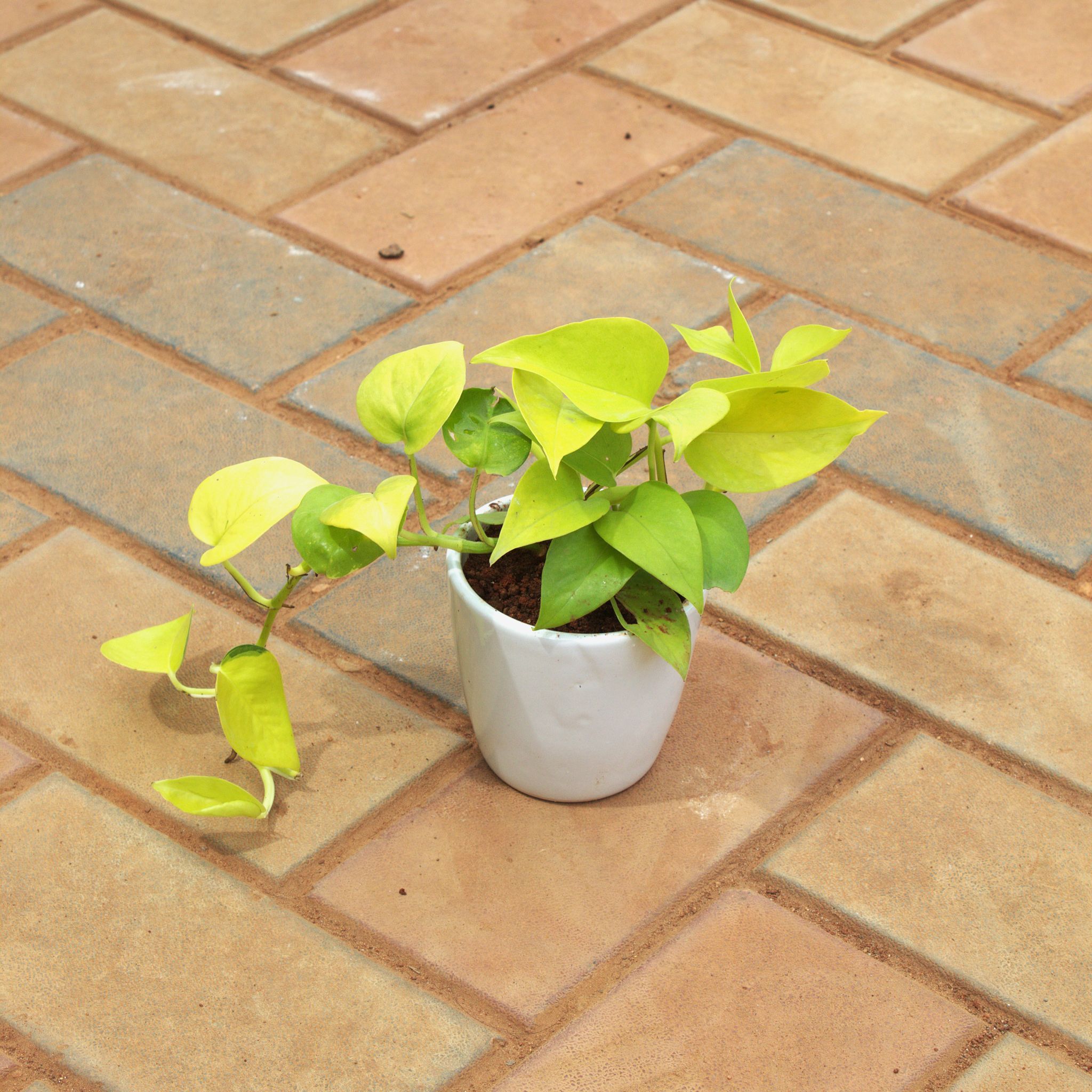 Money Plant Golden in 4 Inch White cup ceramic Pot