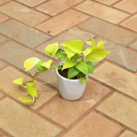 Money Plant Golden in 4 Inch White cup ceramic Pot