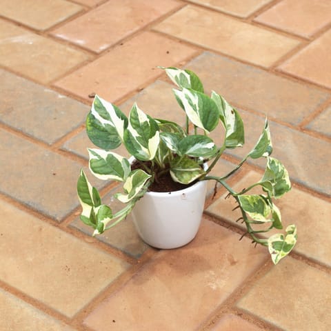 Gift Ready - Money Plant N'Joy in 4 Inch White cup ceramic Pot
