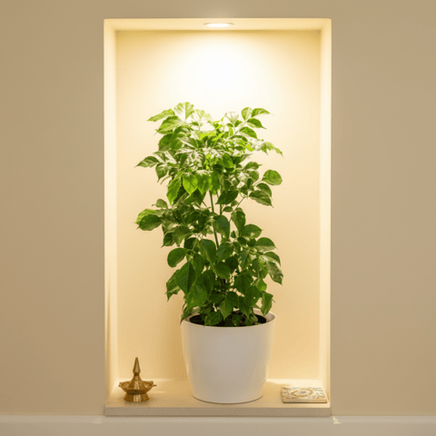 China Doll / Radermachera (~ 1.5 Ft) in 7 Inch Classy White Premium Plastic Pot