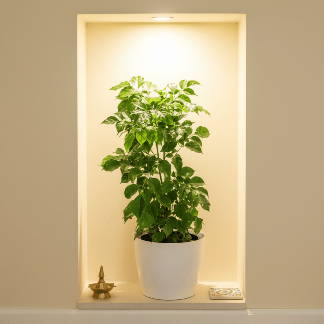 China Doll / Radermachera (~ 1.5 Ft) in 7 Inch Classy White Premium Plastic Pot