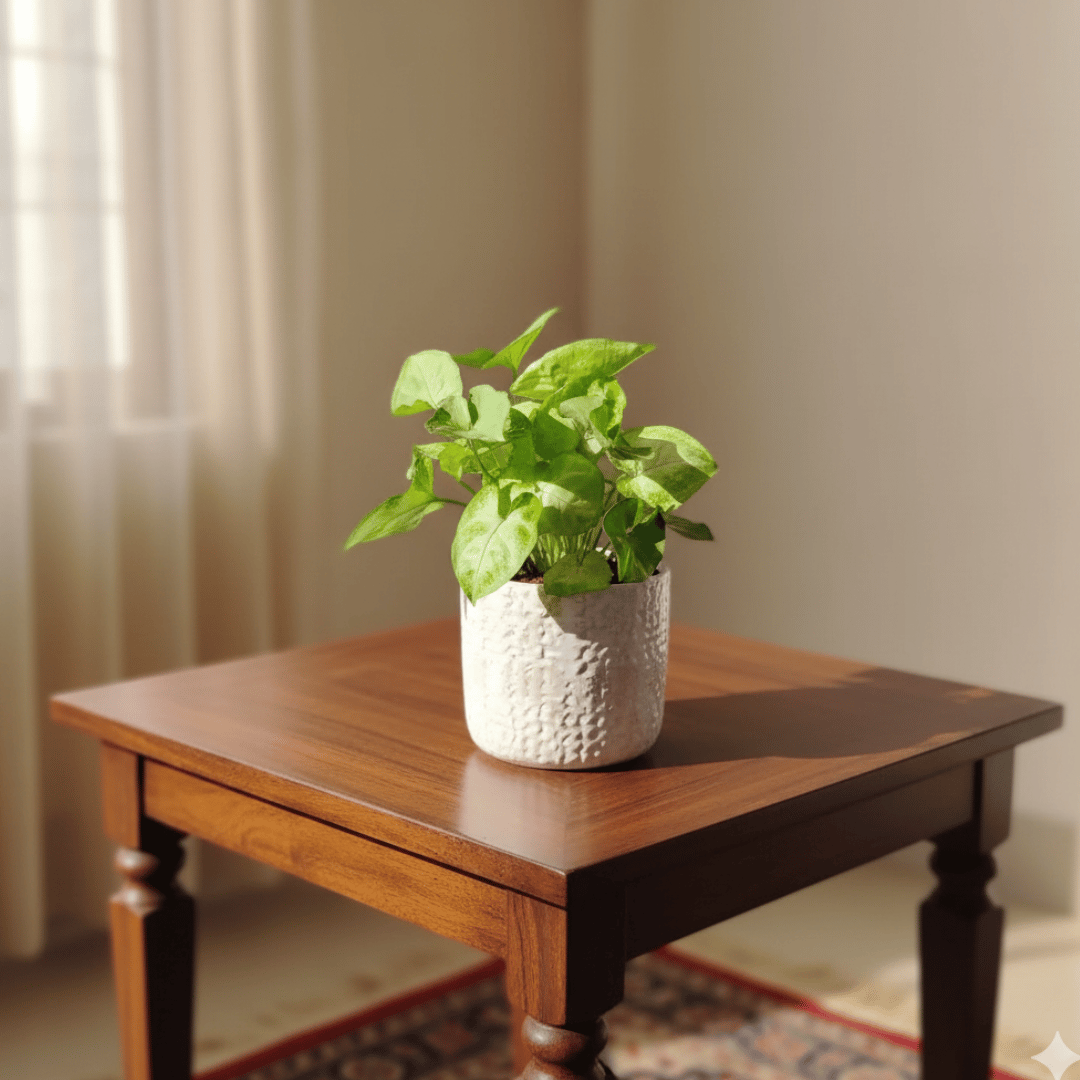 Syngonium Golden in 4 Inch White Designer Ceramic Pot (any colour)