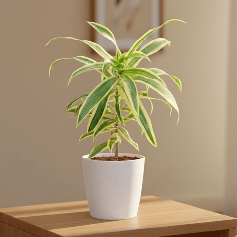 Gift Ready - Song Of India in 4 Inch Premium Sphere Plastic Pot