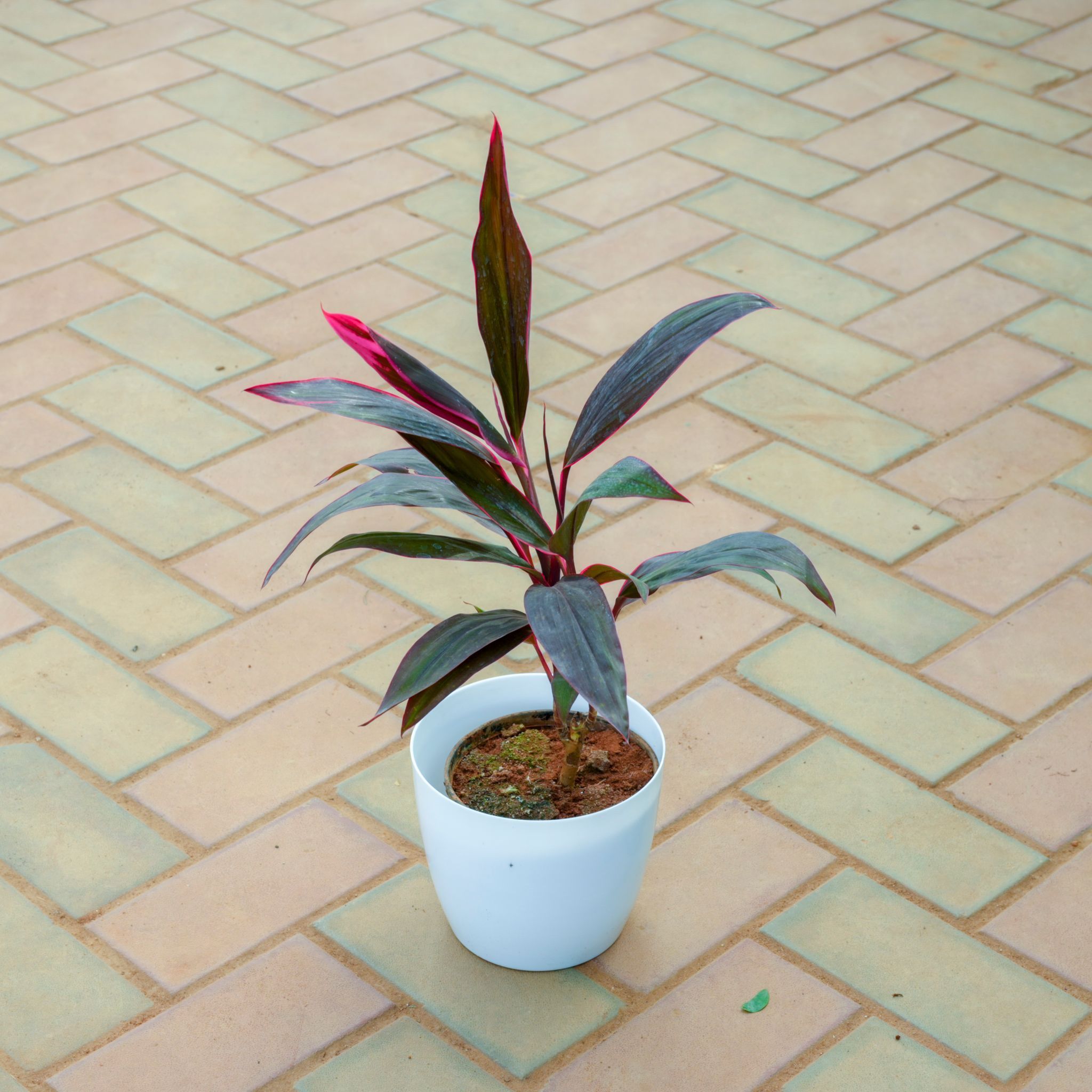 Dracaena Mahatma in 7 Inch White Premium Sphere Plastic Pot