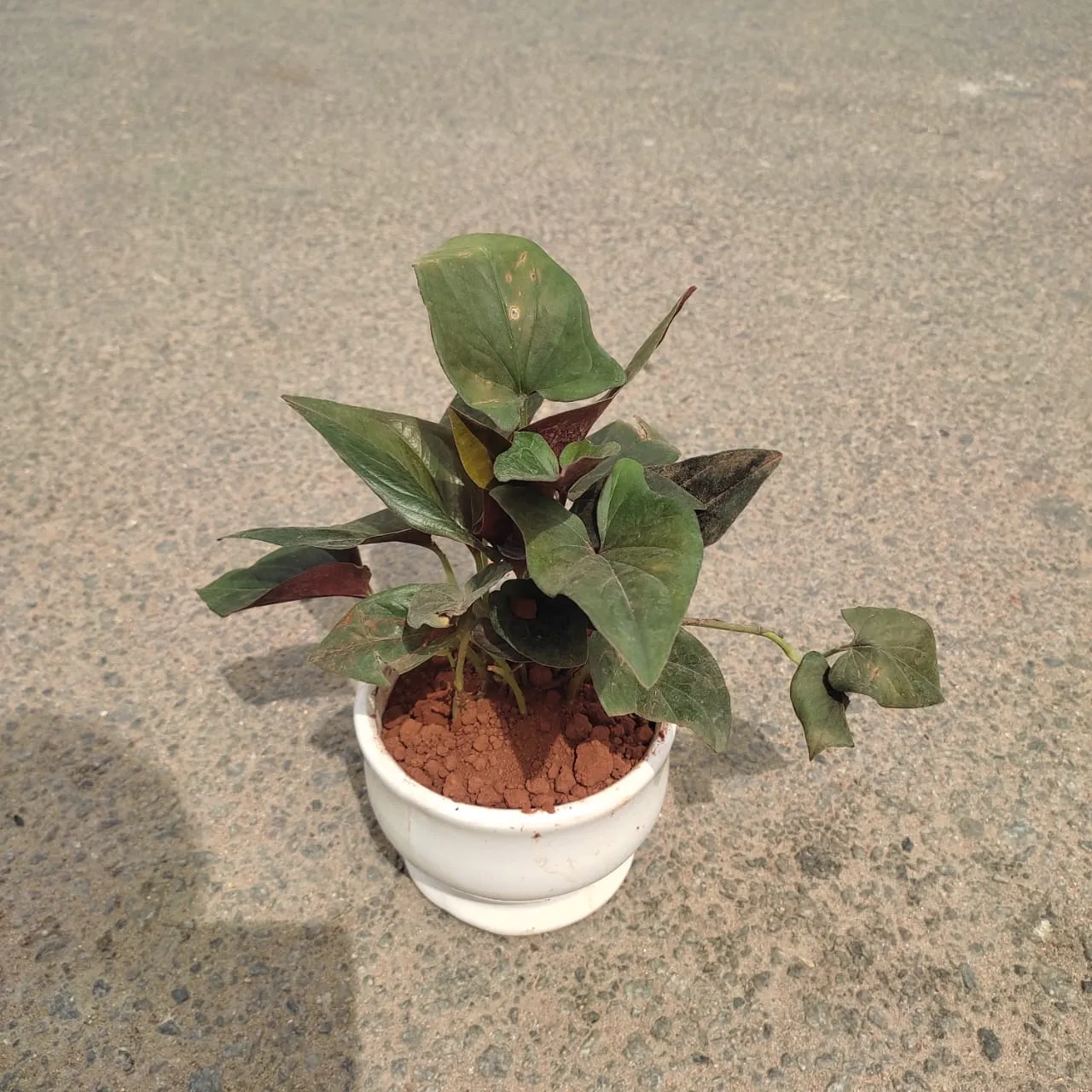 Gift Ready - Money Plant Black in 3 Inch Designer Cup Ceramic Pot (any colour)