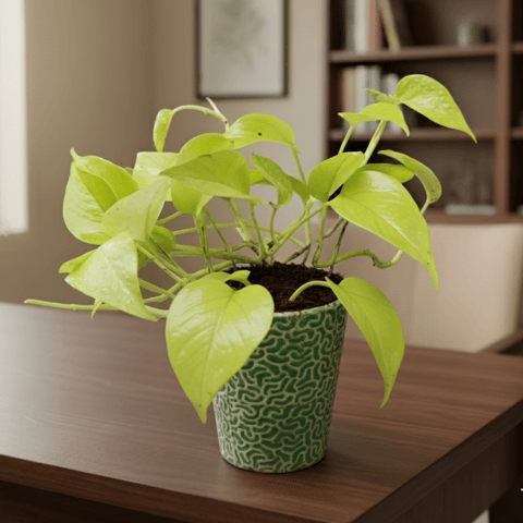 Money Plant Golden in 5 Inch Ceramic Pot (Any Design)