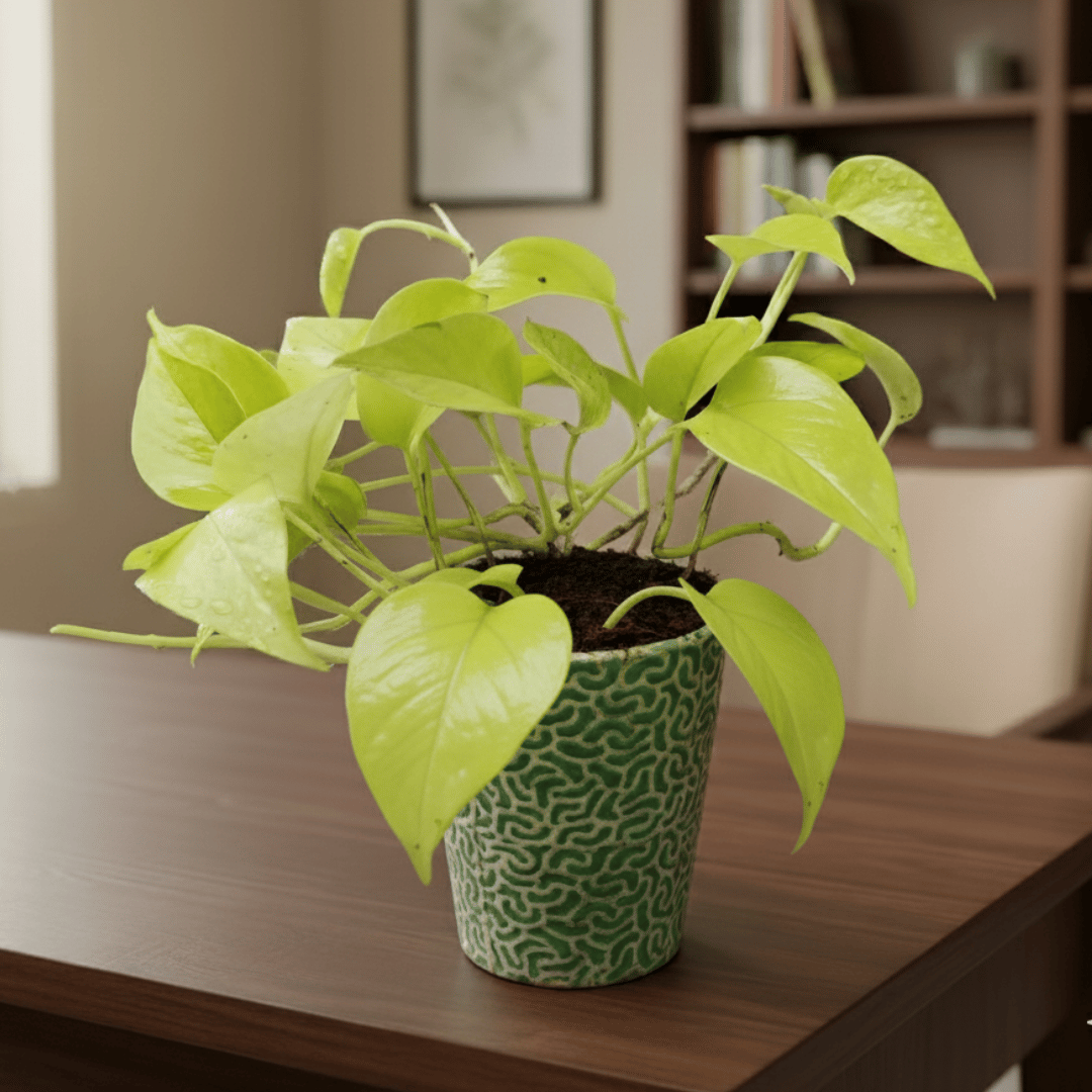 Money Plant Golden in 5 Inch Ceramic Pot (Any Design)