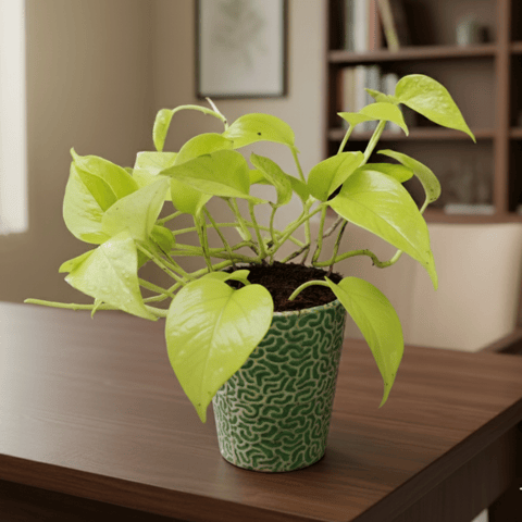 Money Plant Golden in 5 Inch Ceramic Pot (Any Design)