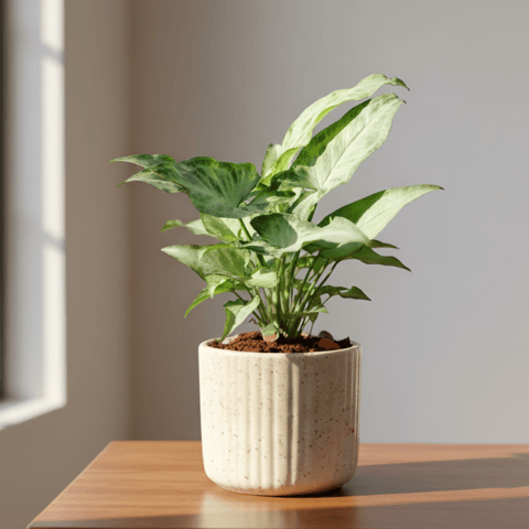 Gift Ready - Syngonium Narrow Leaf in 4 Inch White Designer Ceramic Pot (any colour) With a Chic Bag
