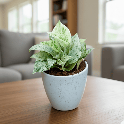 Gift Ready - Money Plant White in 4 Inch Classy White Cup Ceramic Pot