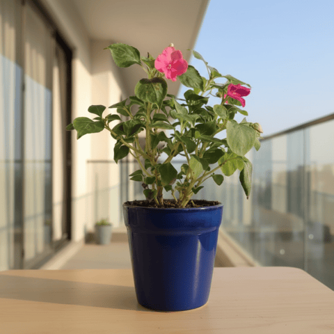 Gift Ready - Impatient Balsamina in 4 Inch Classy Glass Ceramic Pot (any colour) With a Chic Bag