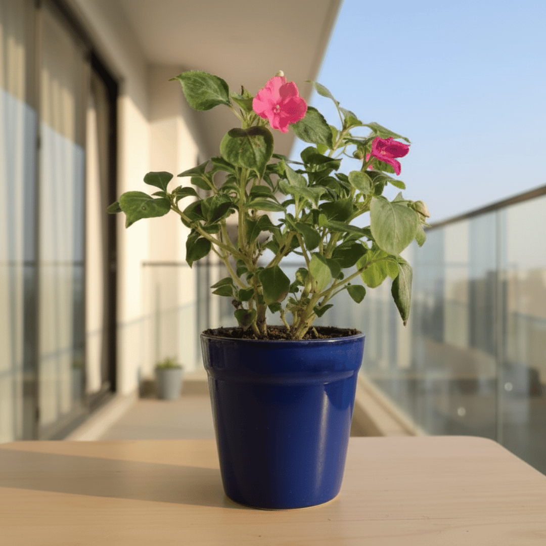 Gift Ready - Impatient Balsamina in 4 Inch Classy Glass Ceramic Pot (any colour) With a Chic Bag