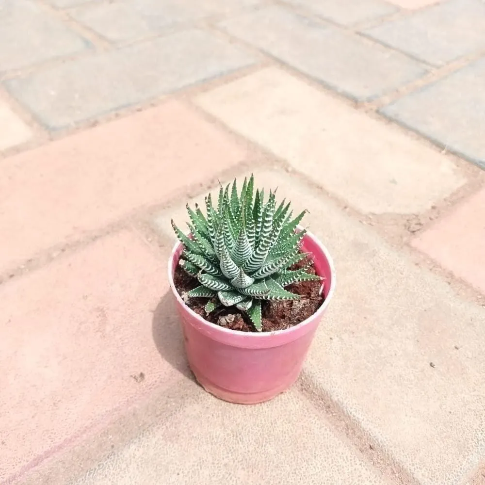 Hawortiya Zebra Succulent in 3 Inch Elegant Plastic Pot (colour may vary)