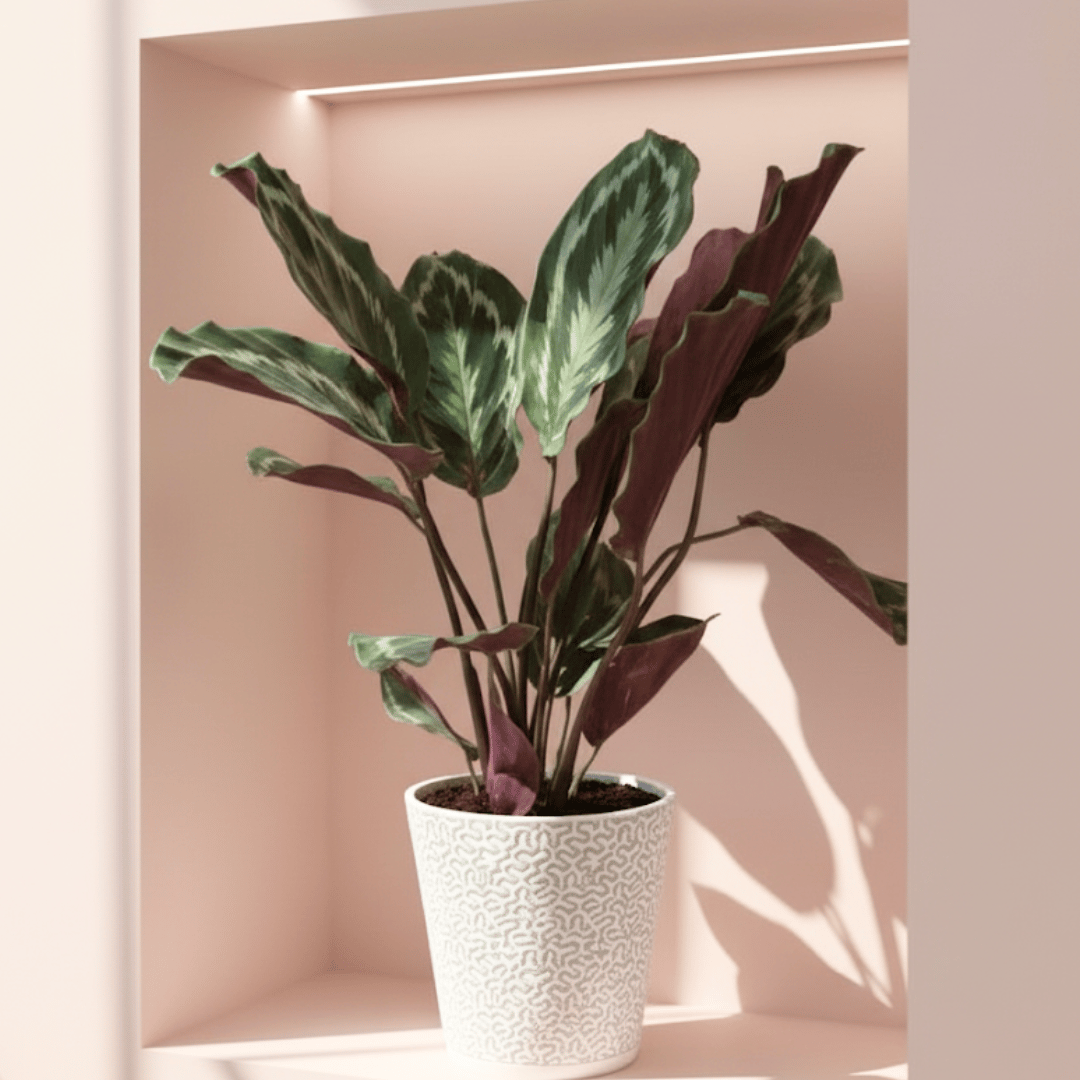 Rare Calathea Reseopicta in 6 Inch Classy Ceramic Pot (design & colour may vary)