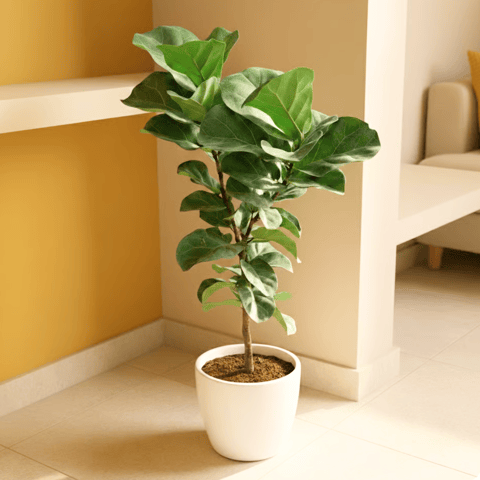 Fiddle Leaf Fig / Ficus Lyrata (~ 3 Ft) in 10 Inch White Premium Sphere Plastic Pot