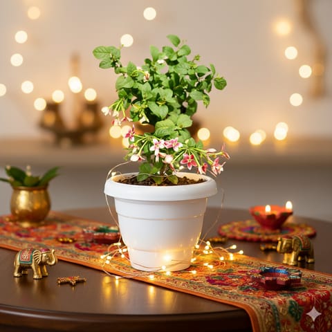 Madhu Malti / Rangoon Creeper Dwarf (Any Colour) in 8 Inch Live Plant White Classy Plastic Pot