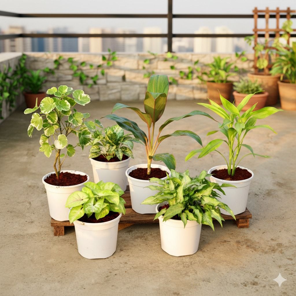 The Purifer Grow Set - Set of 6 - Aralia Dinner Plate, Aglaonema Snow White, Dracaena Rosea, Lucky Bamboo, Syngonium Golden & Pixie in 4 Inch White Nursery Pot