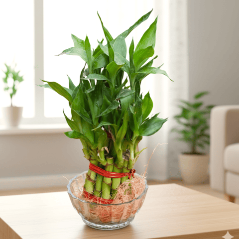 Gift Ready - 2 Layer Lucky Bamboo in Glass Bowl With a Chic Bag
