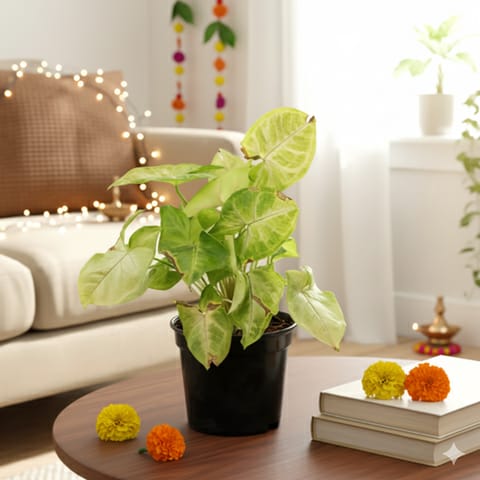 Syngonium White Big Leaf in 4 Inch Nursery Pot