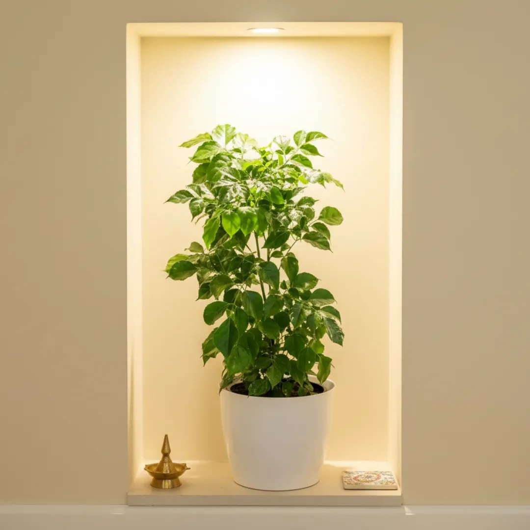 China Doll / Radermachera (~ 1.5 Ft) in 7 Inch Classy White Premium Plastic Pot