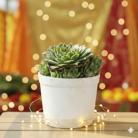 Lakshmi Kamal / Sempervivum Succulent in 3 Inch Nursery Pot