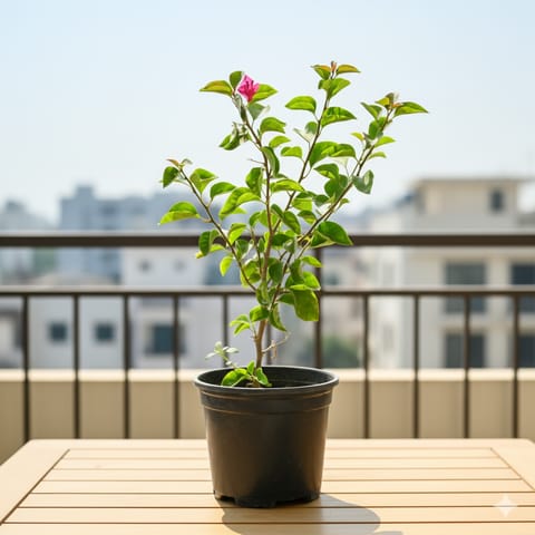 Bougainvillea (Any Color) in 6 Inch Nursery Pot