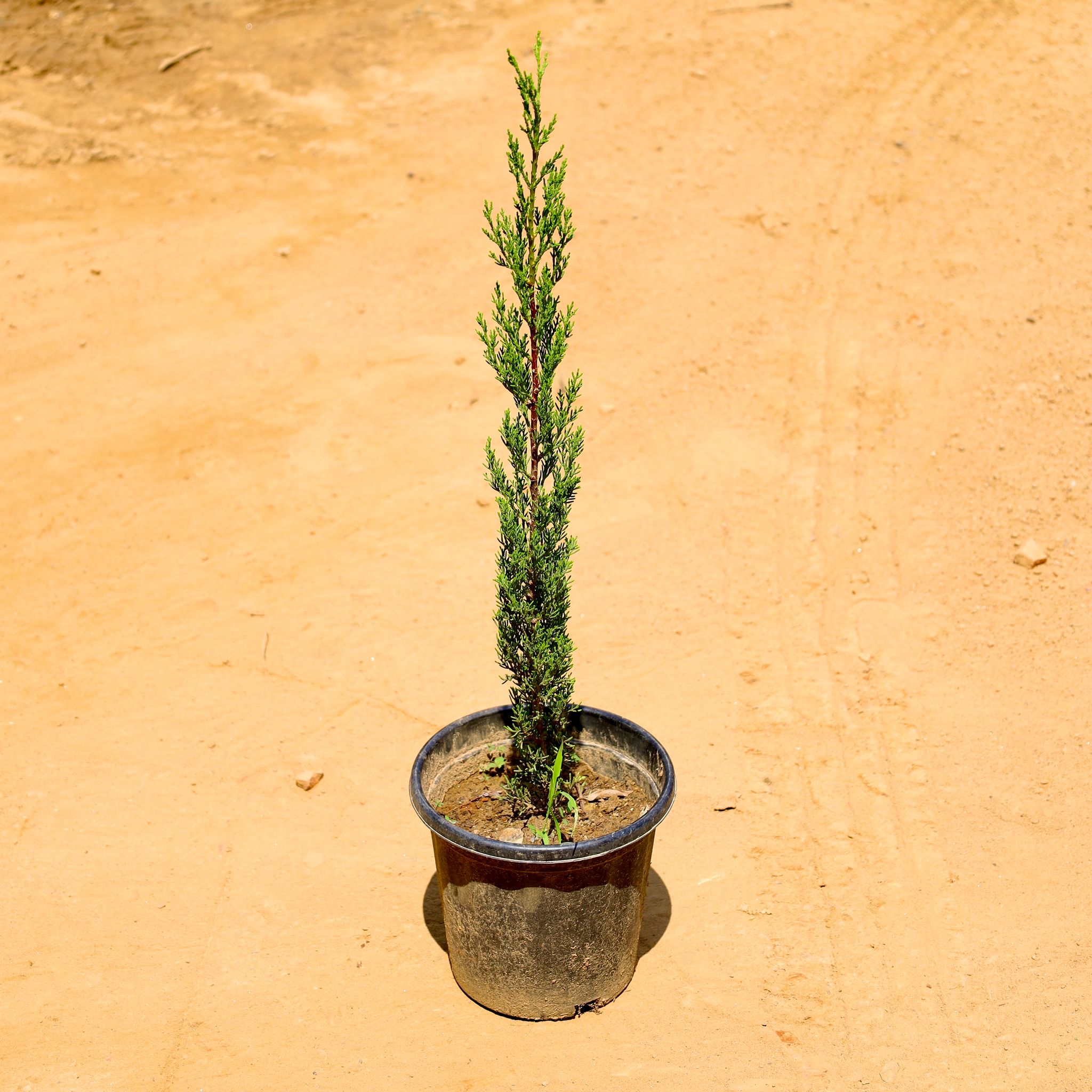 Pencil Pine in 8 Inch Nursery Pot