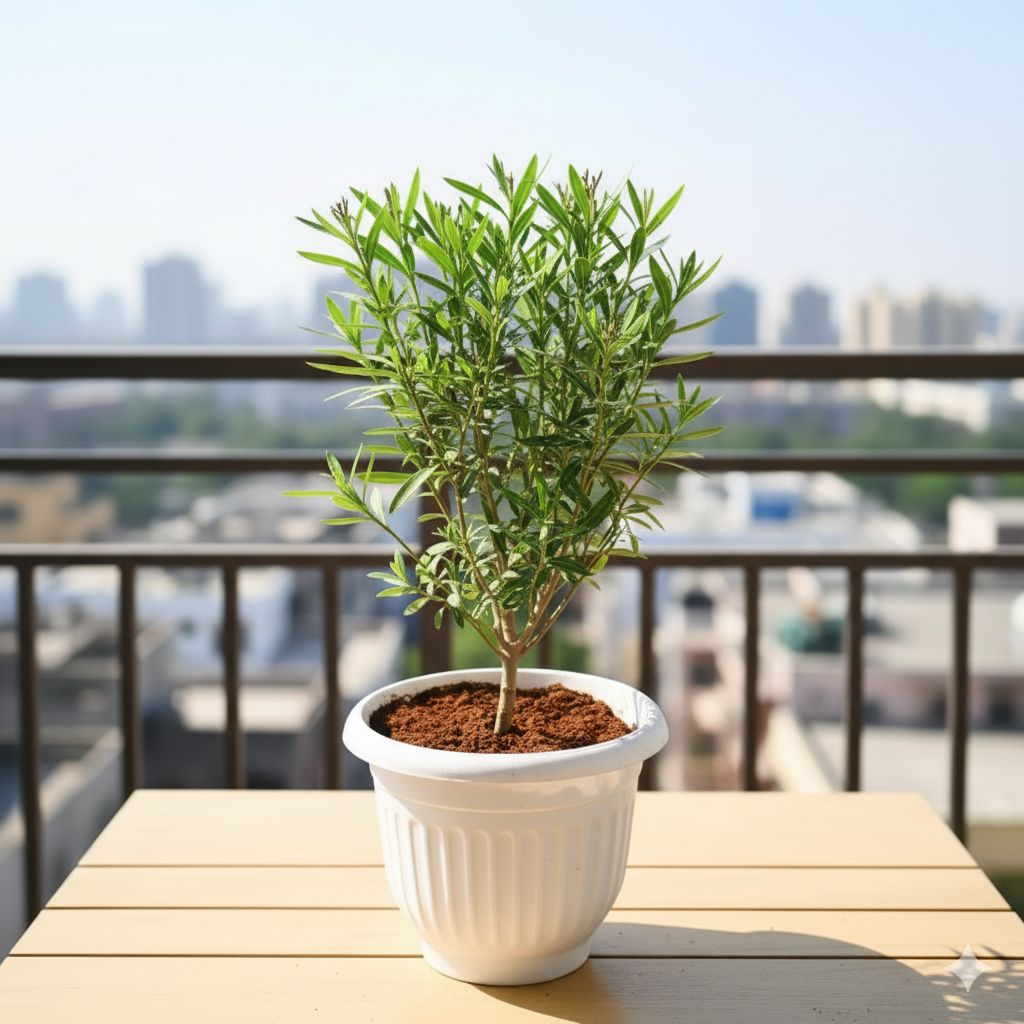 Kaner / Oleander (Any Colour) in 10 Inch White Olive Plastic Pot