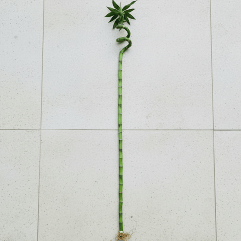 Bamboo Stick (~ 2.5 Ft) ( 1 Pcs)