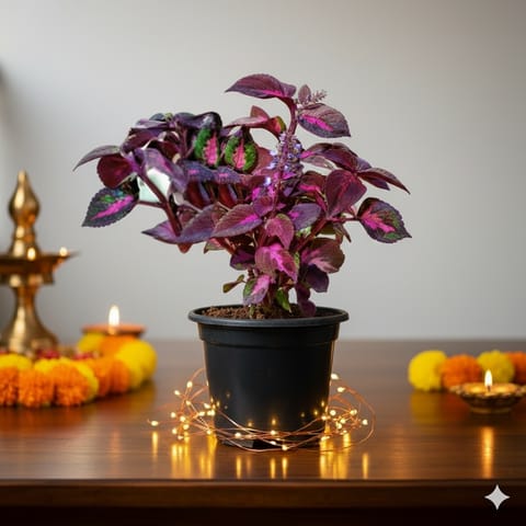 Coleus (Any Colour) in 6 Inch Nursery Pot