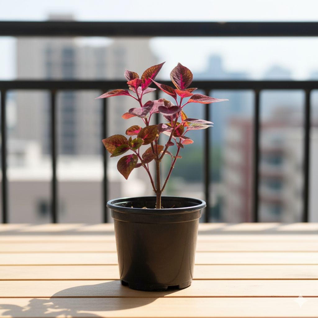 Coleus (Any Colour) (Any Design) in 6 Inch Nursery Pot