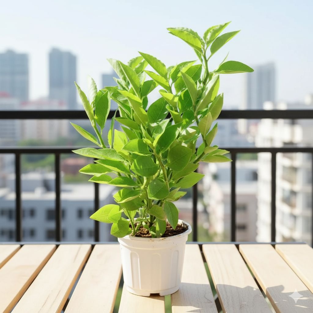 Pedilianthus Green / Devil's Backbone in 6 Inch Super White Nursery Pot