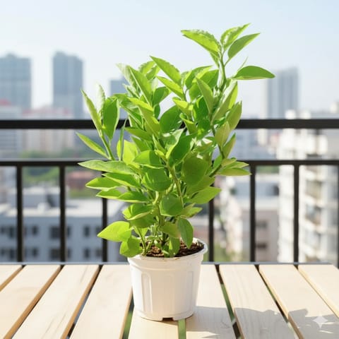 Pedilianthus Green / Devil's Backbone in 6 Inch Super White Nursery Pot
