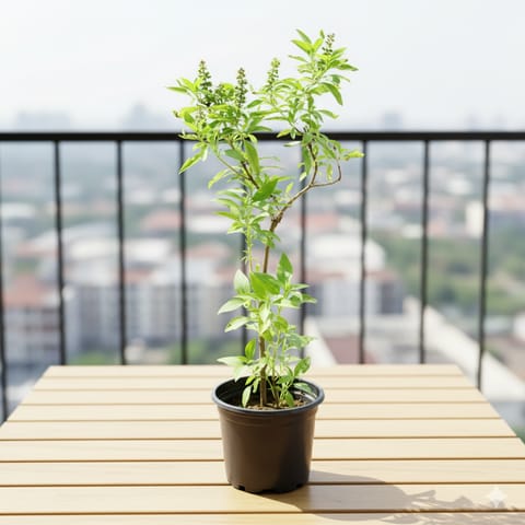 Rama Tulsi in 6 Inch Nursery Pot