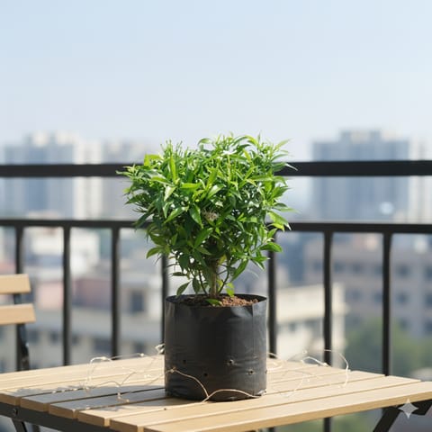 Chandni Dwarf in 6 Inch Nursery Bag