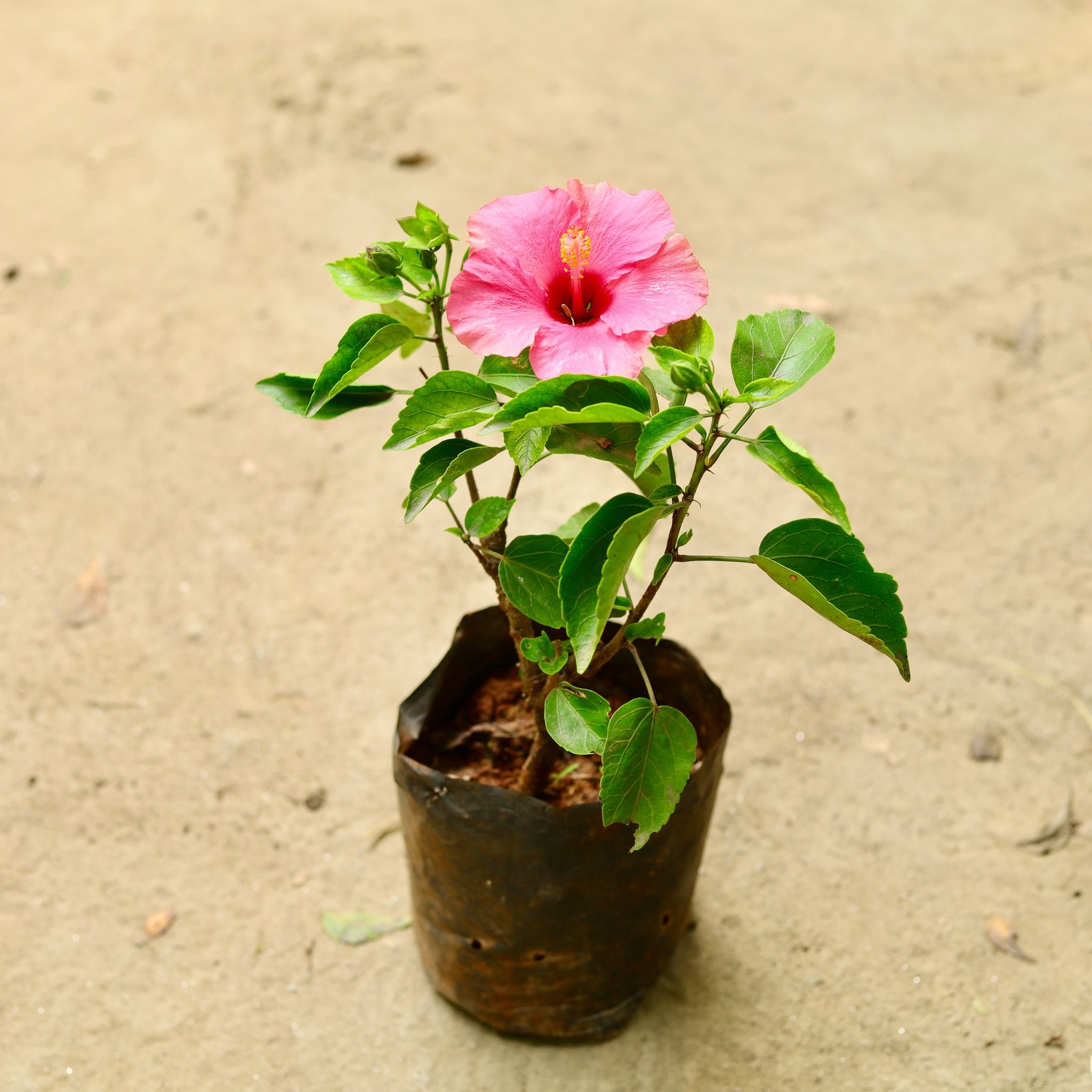 Hibiscus Dwarf Pink in 5 Inch Nursery Bag