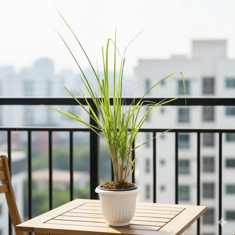 Lemon grass in 8 Inch White Olive Plastic Pot