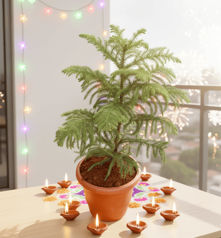 Araucaria / Christmas Tree in 8 Inch Terracotta Red Classy Plastic Pot