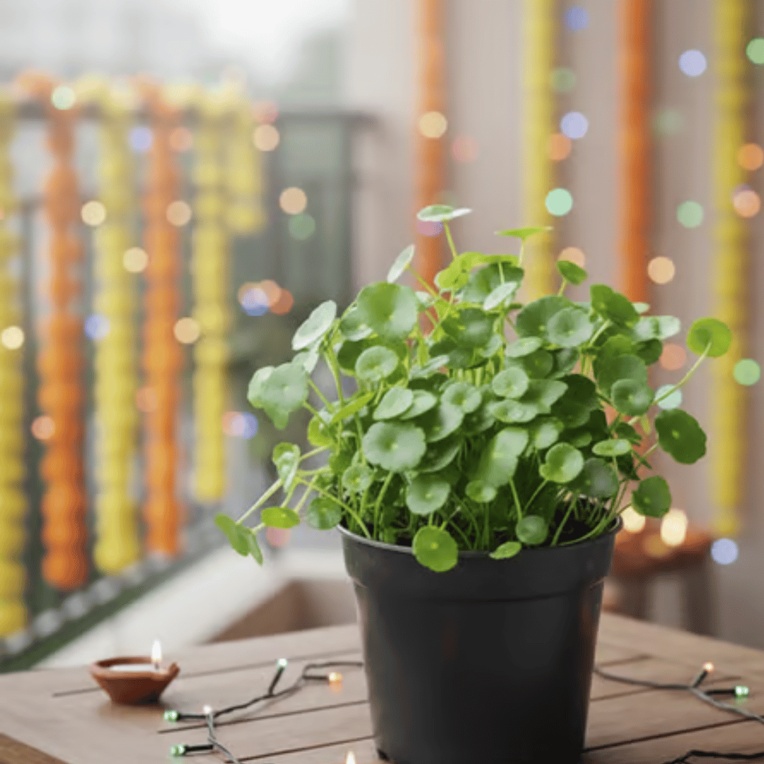 Brahmi Dollar / Pennywort in 4 Inch Nursery Pot