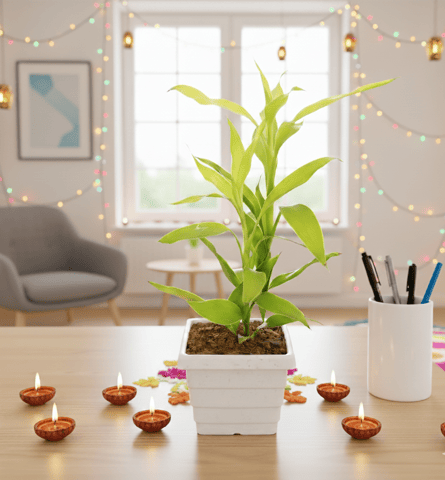 Gift Ready - Golden Lucky Bamboo in 4 Inch White Premium Orchid Square Plastic Pot With a Chic Bag