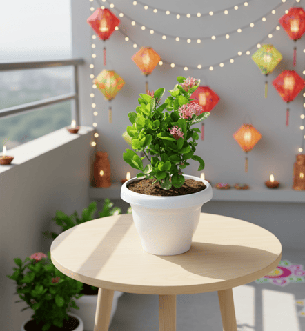 Ixora Chinese Pink (~ 1.5 Ft) in 8 Inch Classy White Plastic Pot