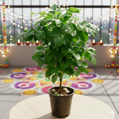 Radermachera / China Doll in 6 Inch Nursery Pot