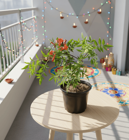 Tecoma Orange pune in 6 Inch Nursery Pot