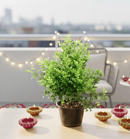 Madhu Kamini / Murraya in 8 Inch Nursery Pot