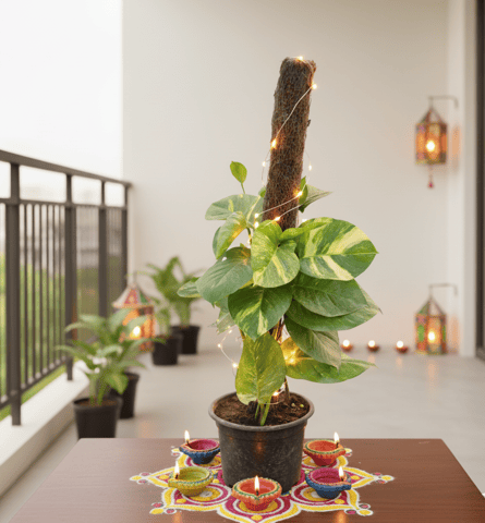 Money Plant Desi with 3 Ft Moss Stick in 10 Inch White Nursery Pot