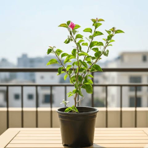 Bougainvillea (any colour) in 6 Inch Nursery Pot